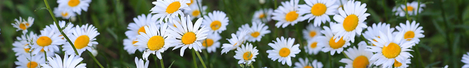 daisy essence