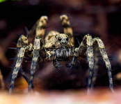 Wolf Spider